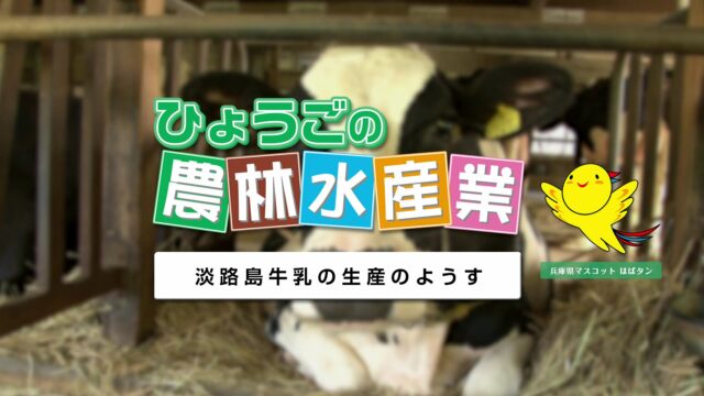 農林水産業副読本視聴覚教材　11『淡路島牛乳の生産のようす』