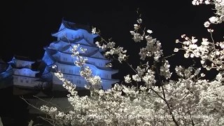 姫路城（夜桜）②