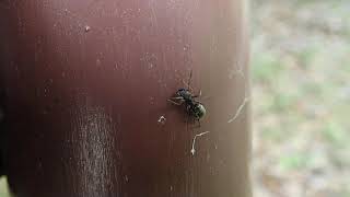 アリを真似るクモ、アリグモを見つけてみよう。採集方法も紹介。