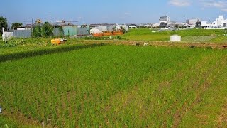 古代米栽培プロジェクト