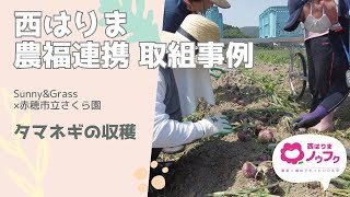 【西はりまノウフク連携事例】タマネギの収穫