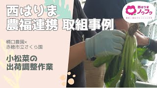 【西はりまノウフク連携事例】小松菜の出荷調整作業