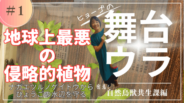 地球上最悪の侵略的植物！？特定外来生物 ナガエツルノゲイトウの現地視察に密着！ / ヒョーゴの舞台裏 自然鳥獣共生課編