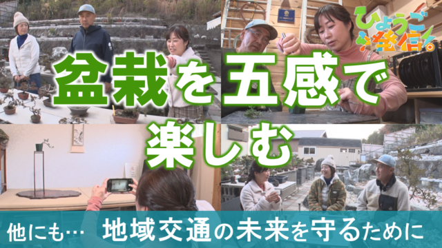 盆栽づくりに松葉茶やお香まで！？高砂市で松の魅力を五感で堪能（2026年1月25日 ひょうご発信！）